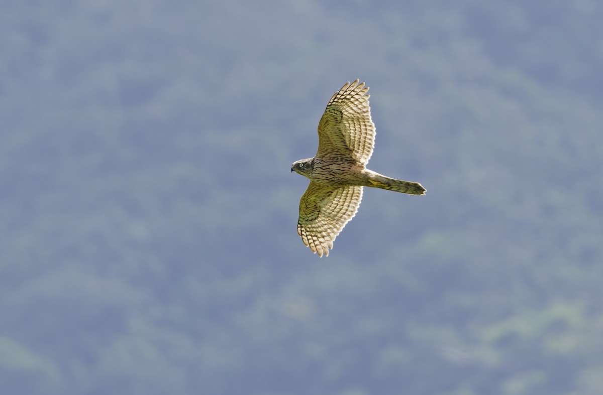 Eurasian Goshawk - ML647674841