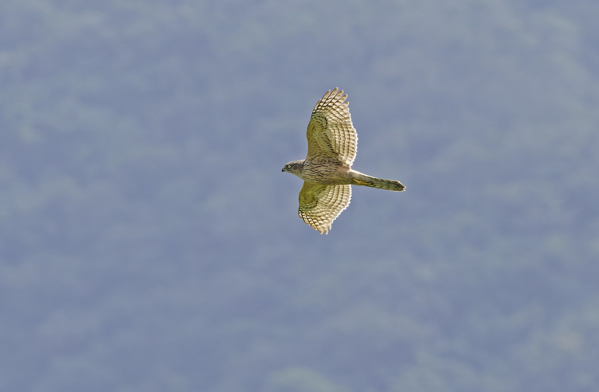 Eurasian Goshawk - ML647674844