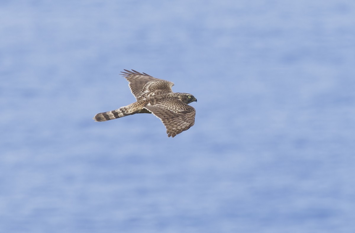 Eurasian Goshawk - ML647674845
