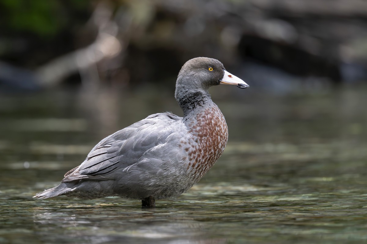 Blue Duck - ML647674852