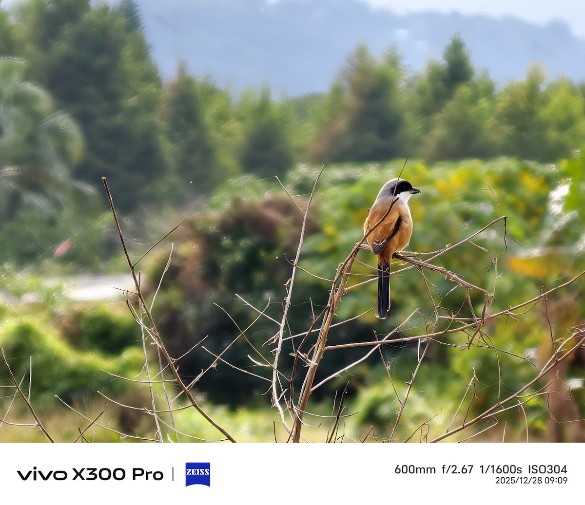 タカサゴモズ - ML647674854