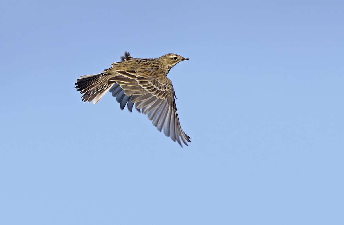 Pispola golarossa - ML647674882