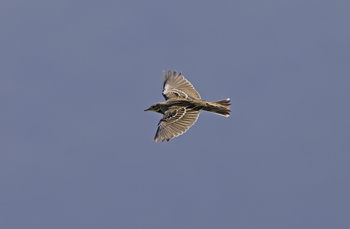 Pispola golarossa - ML647674883