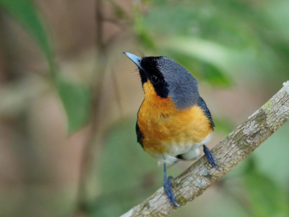 Australian Spectacled Monarch - ML647674887