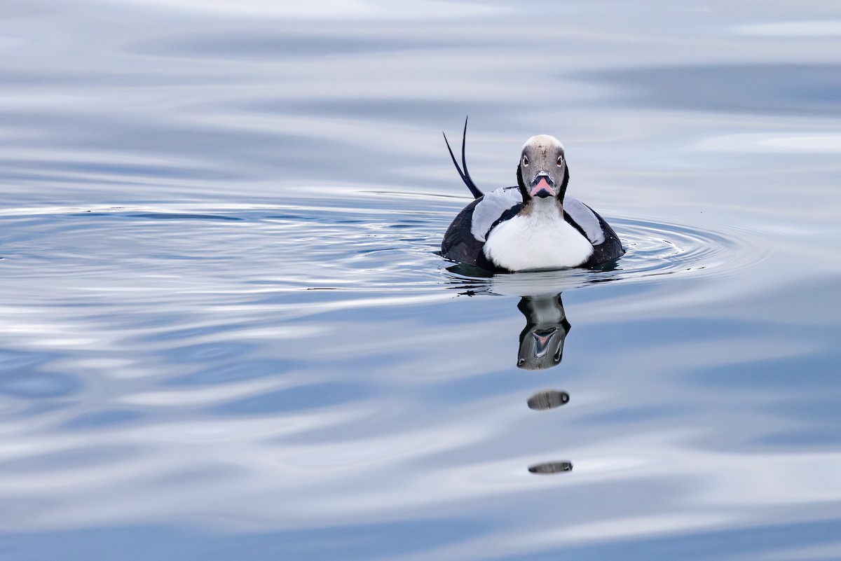 Moretta codona - ML647674889