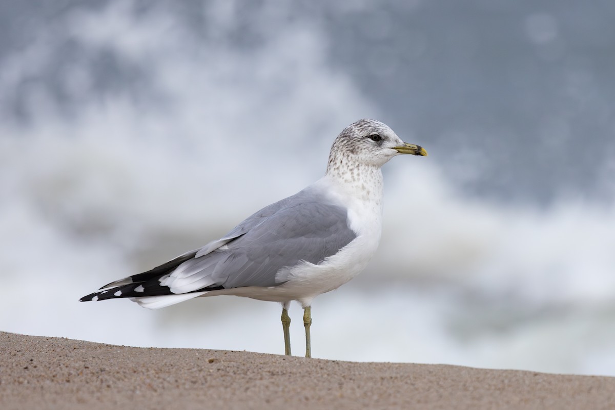 Gavina - ML647674891