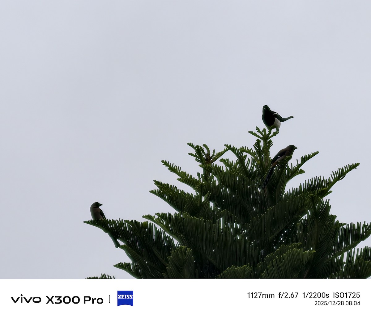 Gray Treepie - ML647674892