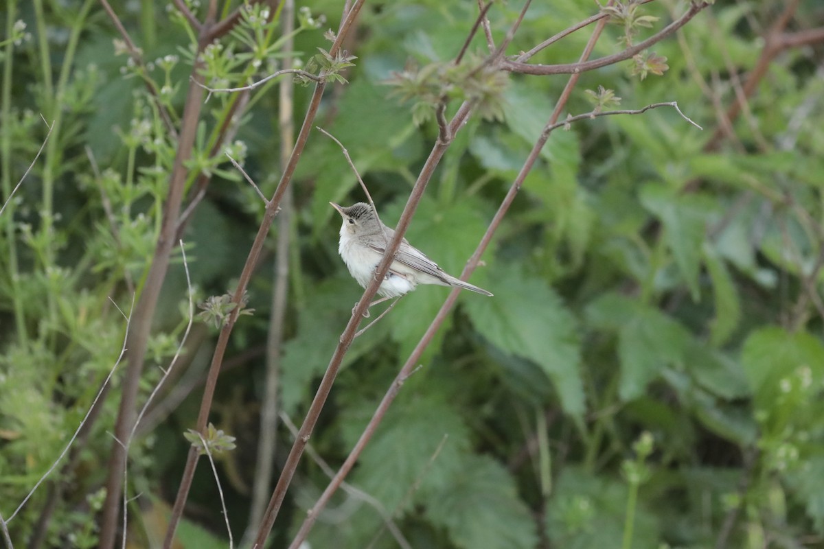 Canapino pallido orientale - ML647674893