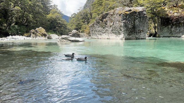 Blue Duck - ML647674894