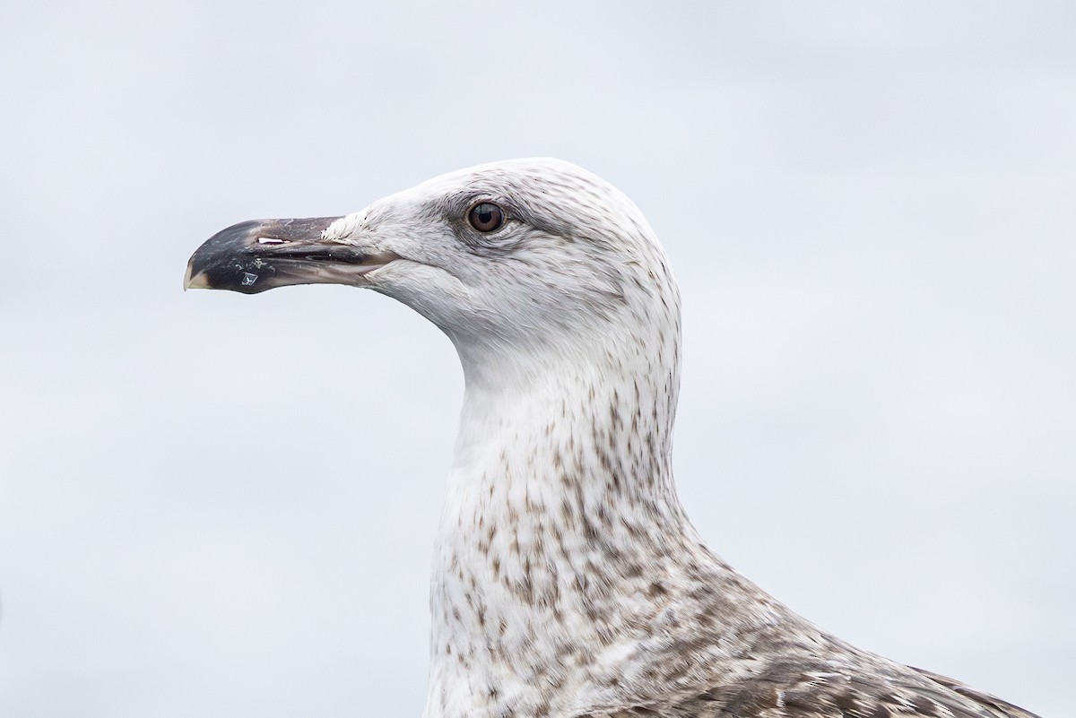 Mugnaiaccio - ML647674895