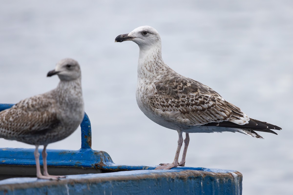 Mugnaiaccio - ML647674896