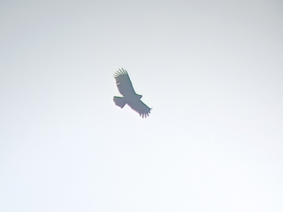 Aquila anatraia maggiore - ML647674902