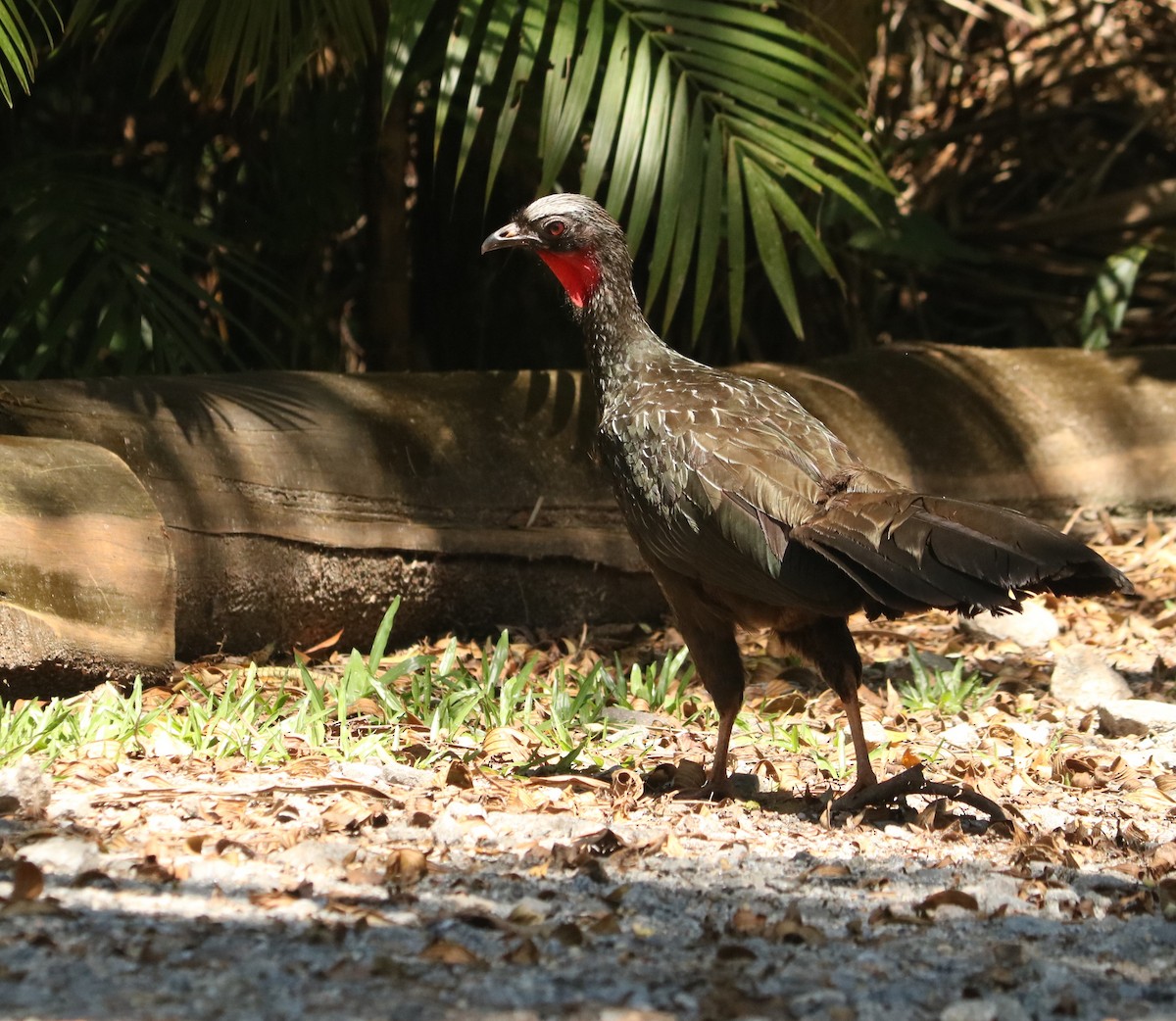 Dusky-legged Guan - ML647674903