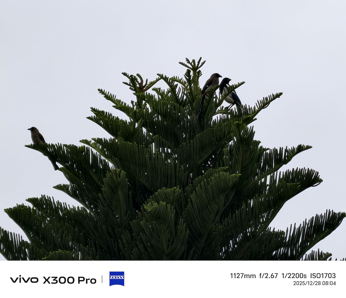 Oriental Magpie - ML647674908