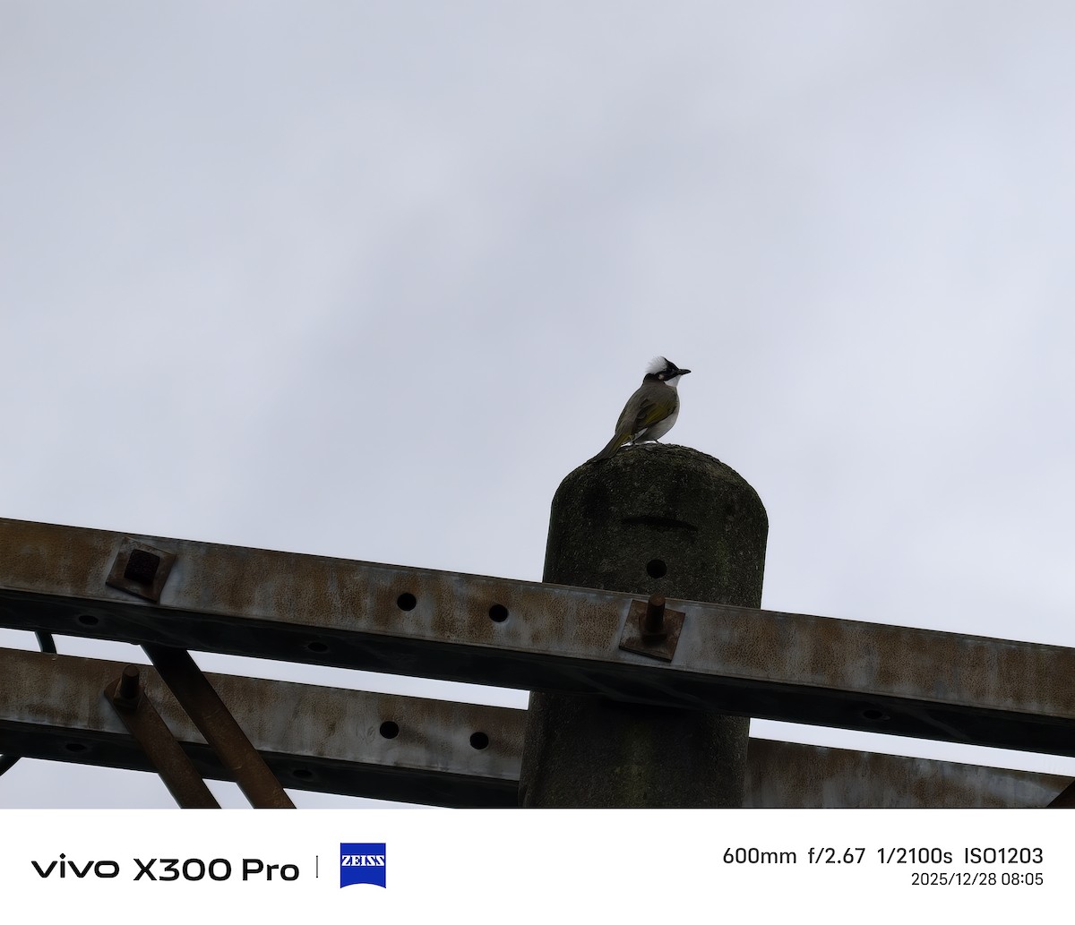 Light-vented Bulbul - ML647674910