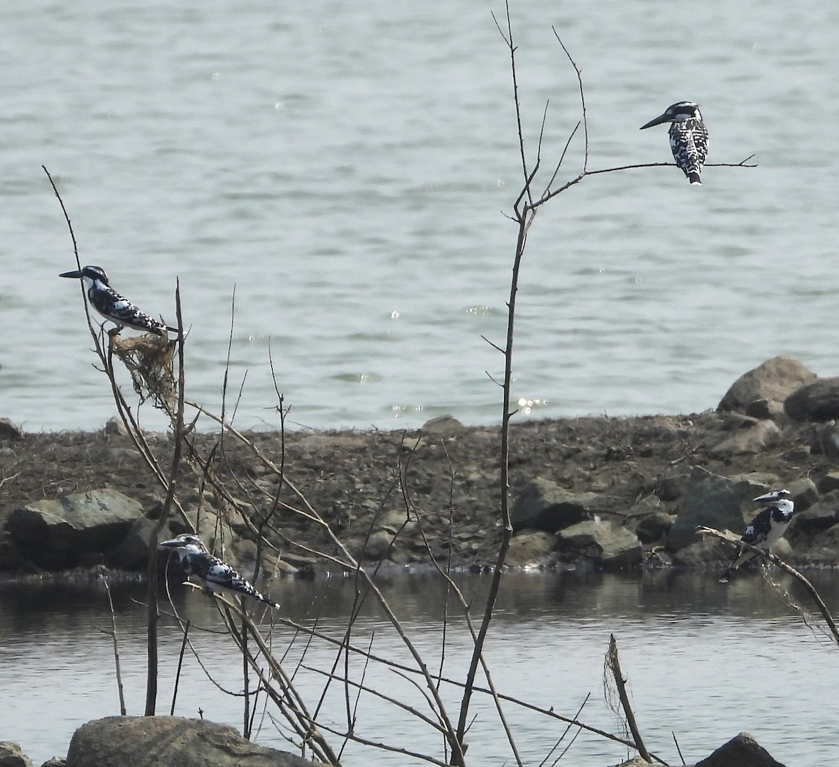 Martin pescatore bianconero - ML647674911