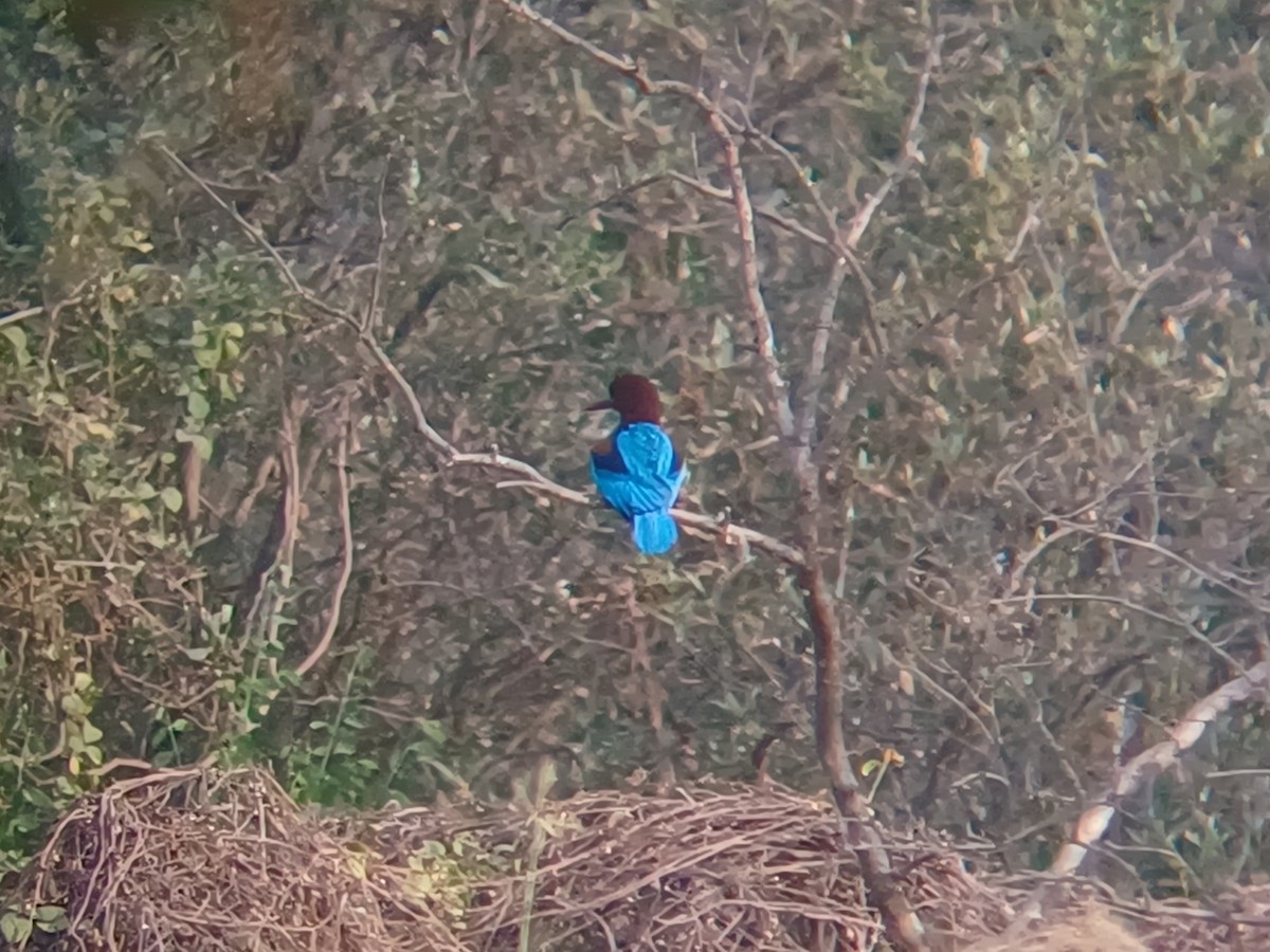 White-throated Kingfisher - ML647674913