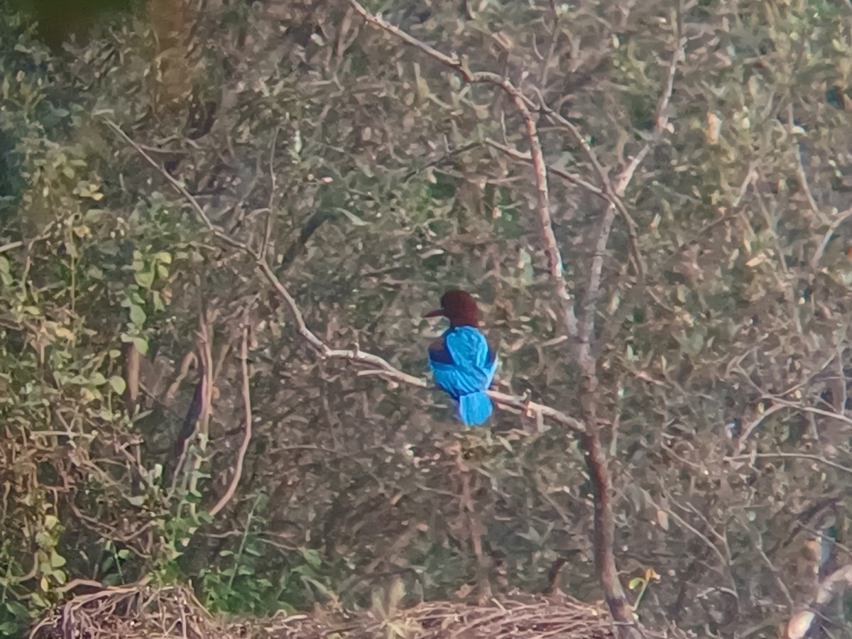 White-throated Kingfisher - ML647674914