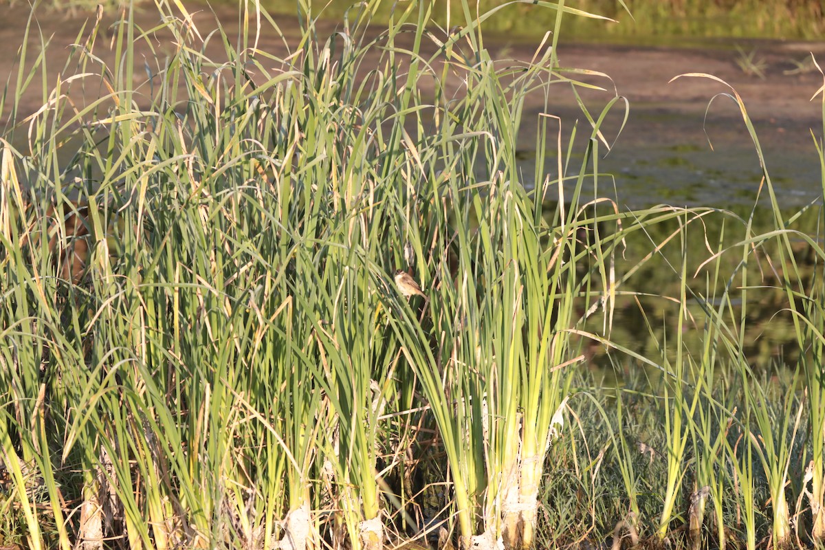 Forapaglie comune - ML647674915