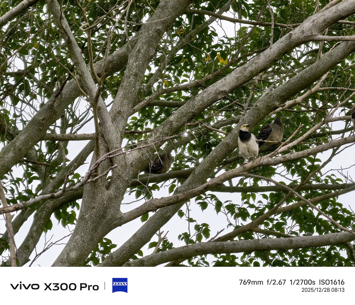 クビワムクドリ - ML647674916