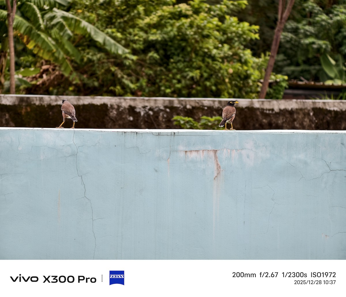 インドハッカ - ML647674934