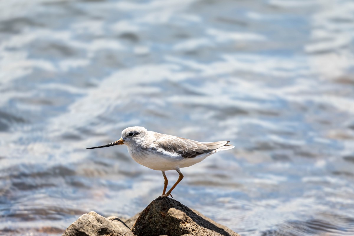 tereksnipe - ML647674949