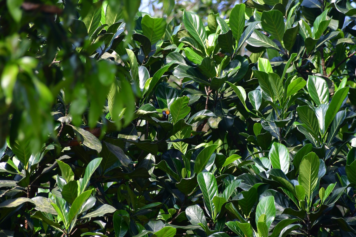 Golden-fronted Leafbird - ML647674969