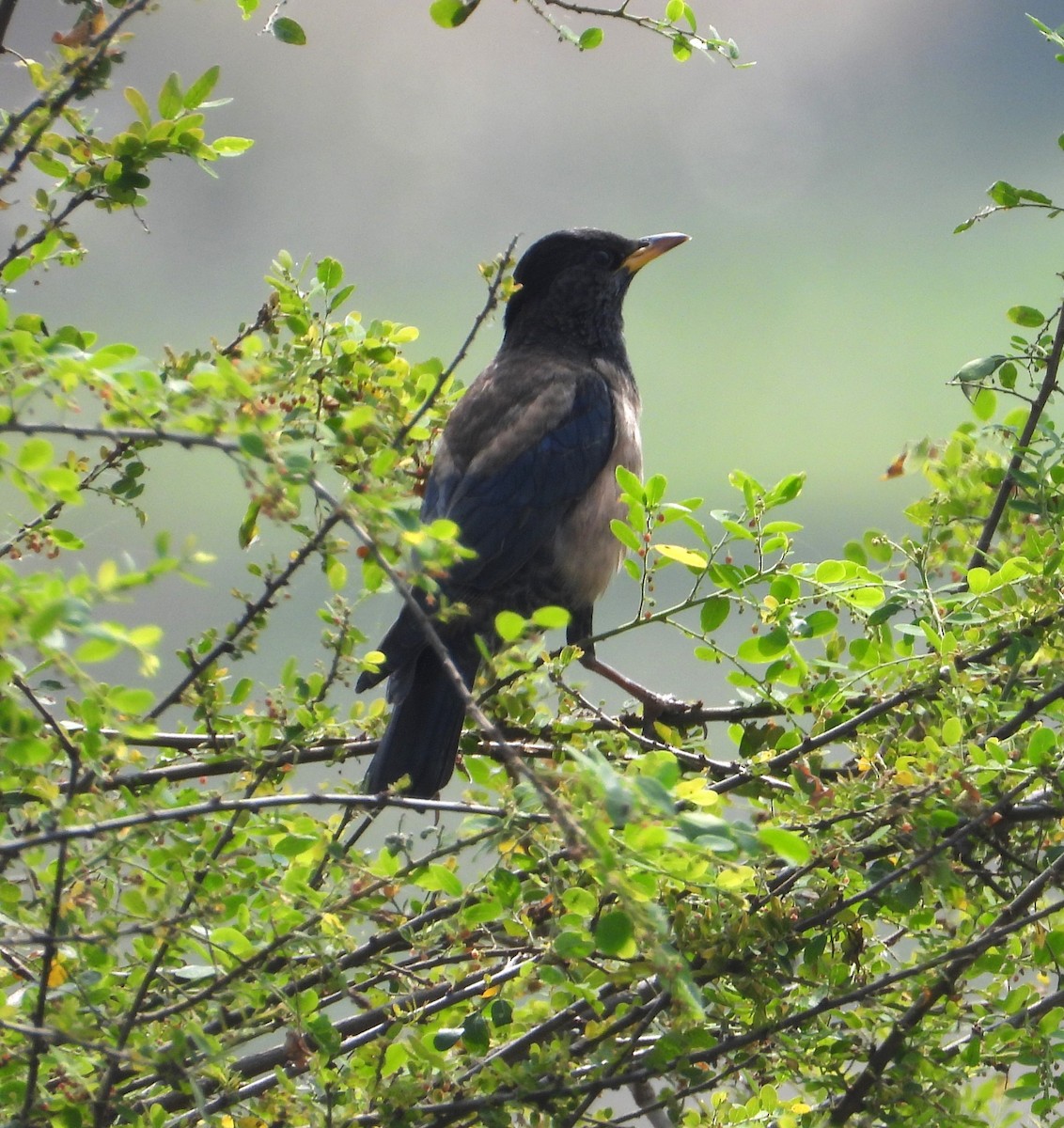 Rosy Starling - ML647674970