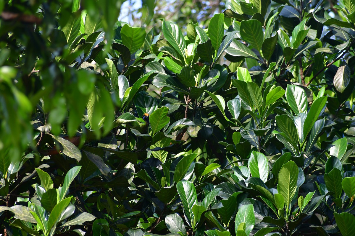 Golden-fronted Leafbird - ML647674971