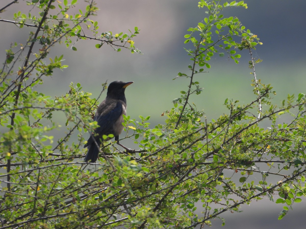 Rosy Starling - ML647674972
