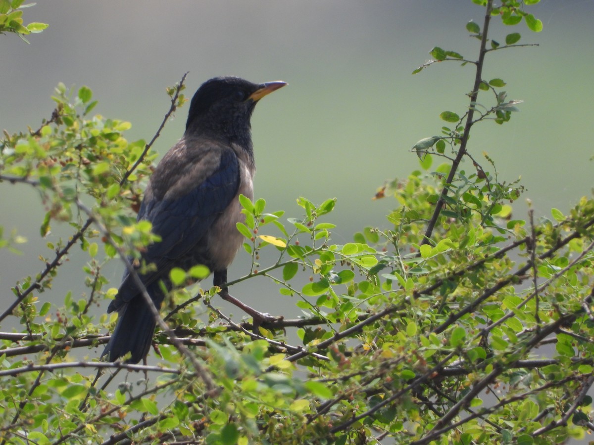 Rosy Starling - ML647674973