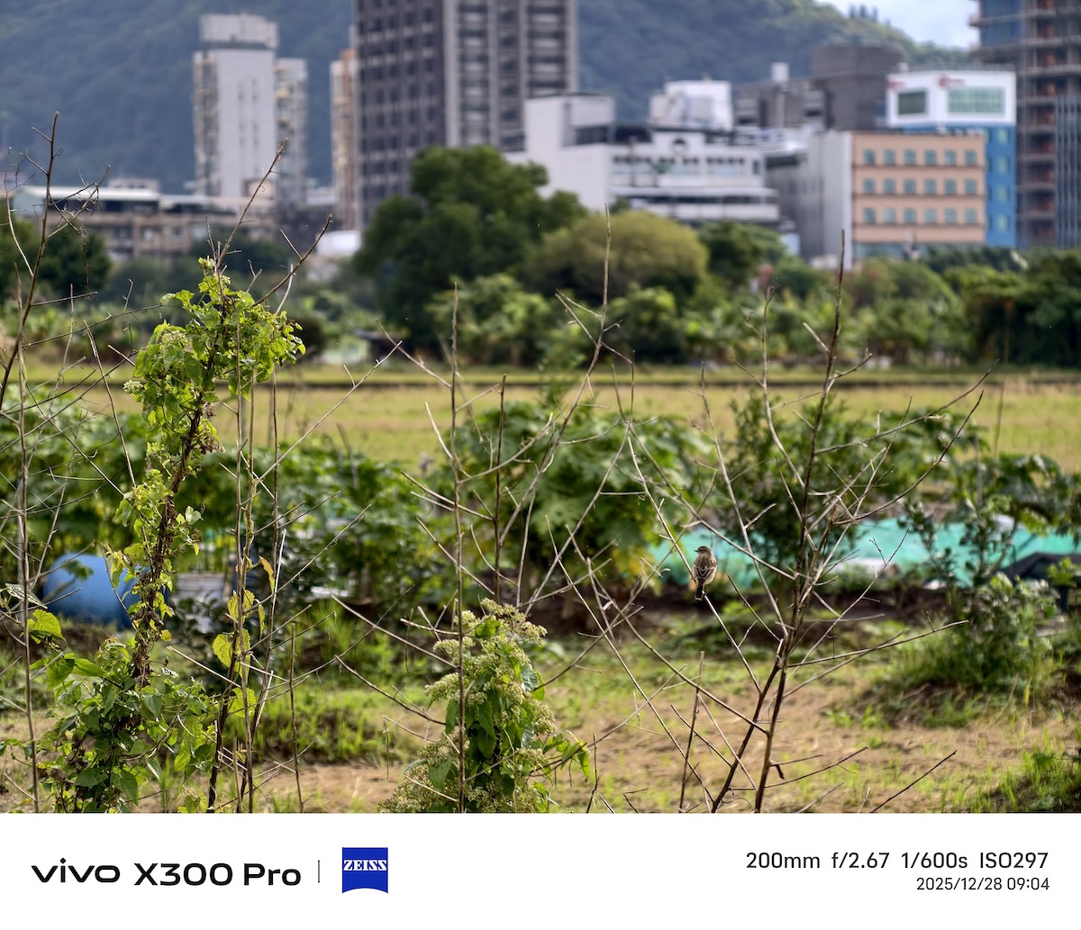 ノビタキ - ML647674974