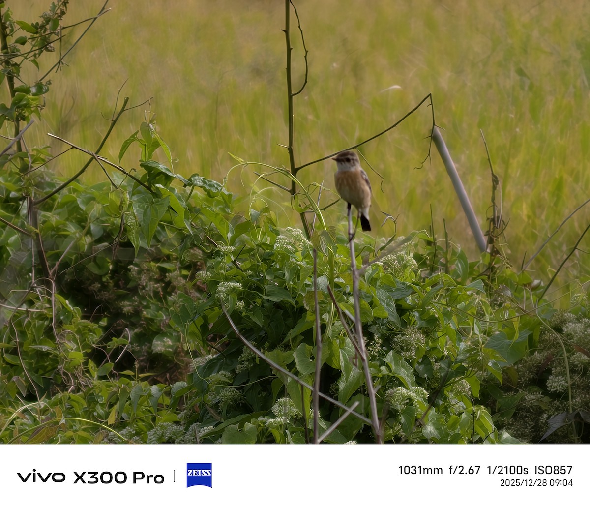 ノビタキ - ML647674975