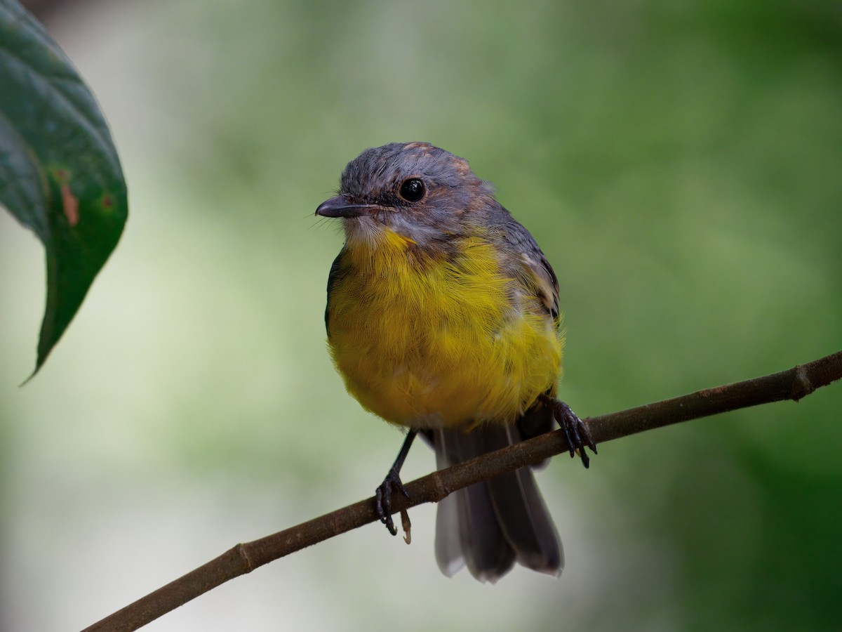 lejsčík žlutý - ML647674989