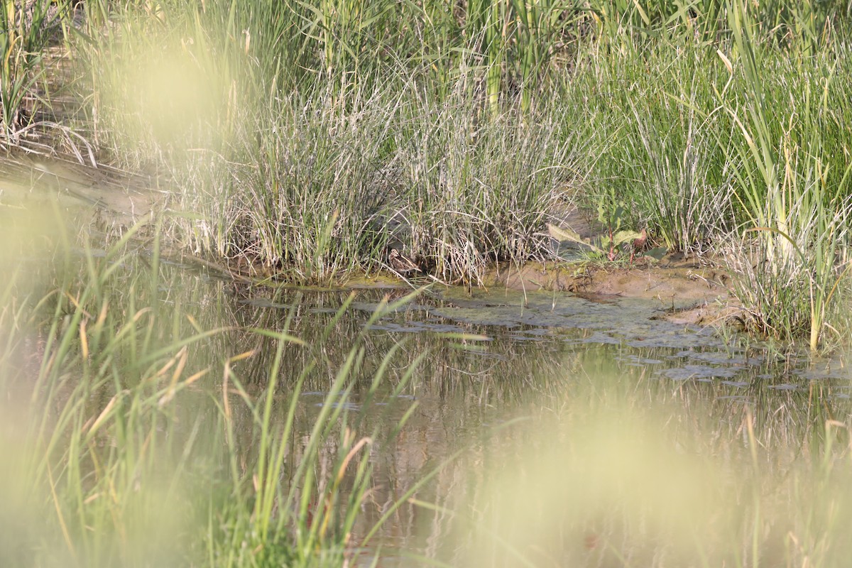 小鷸 - ML647675016