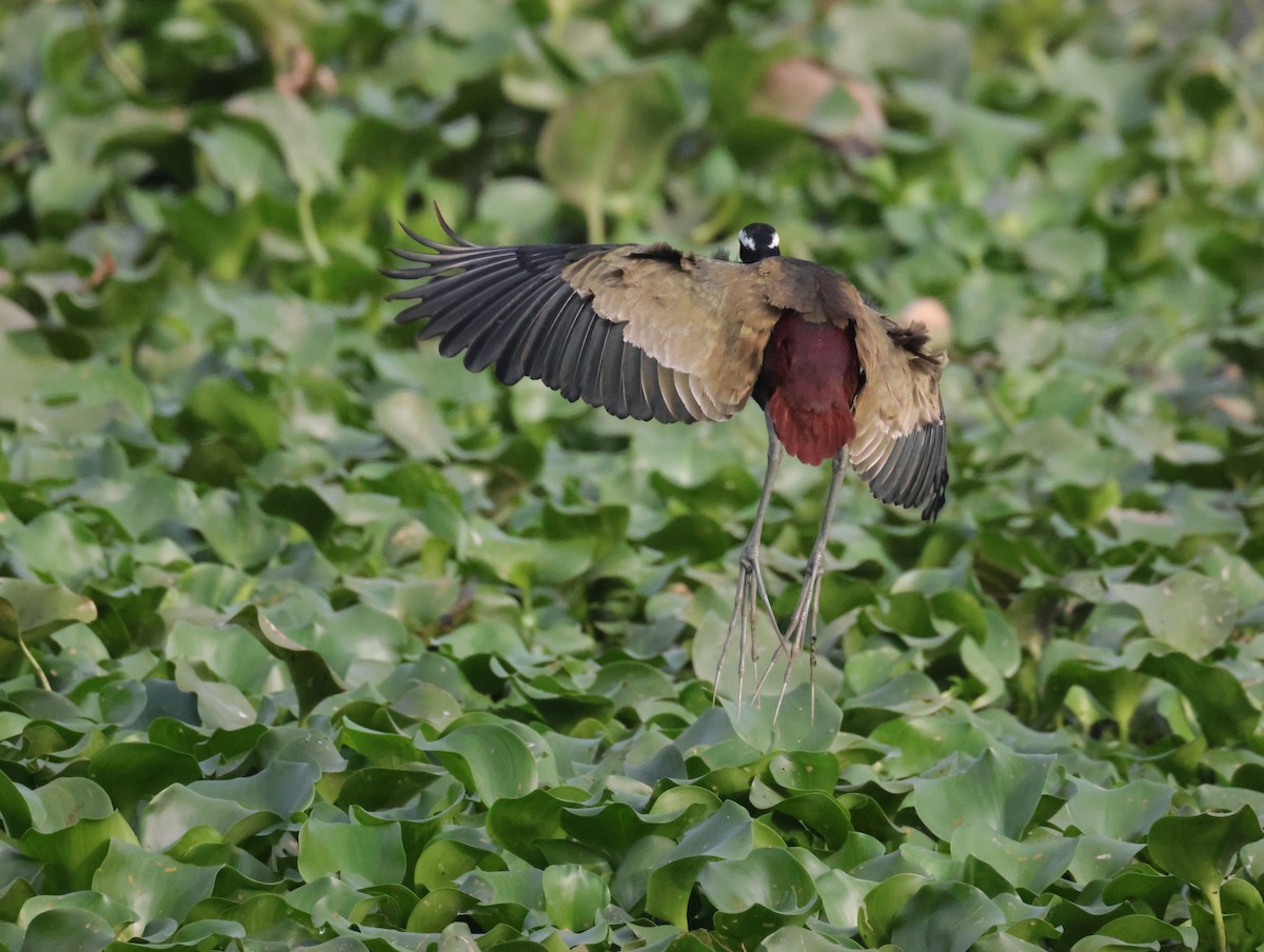 Bronze-winged Jacana - ML647675018