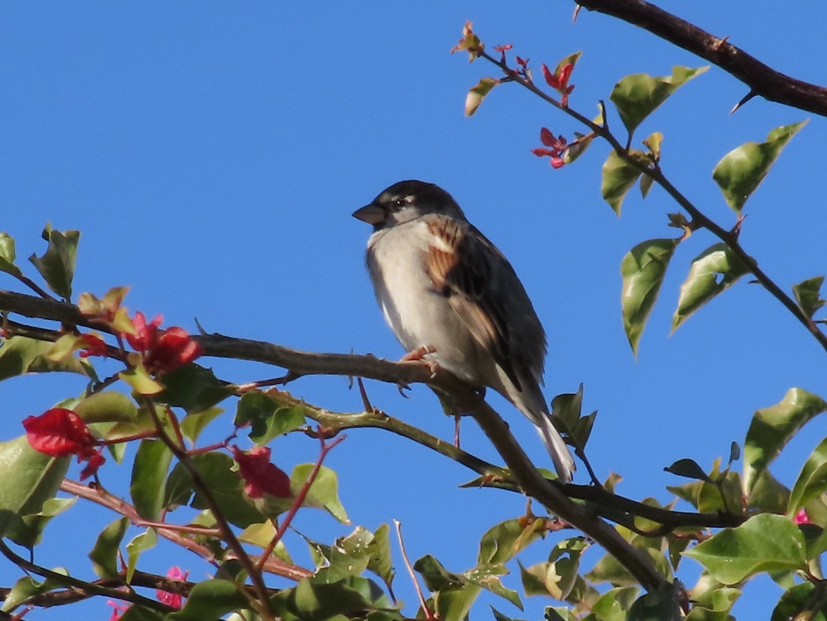 Gorrión Común - ML647675021