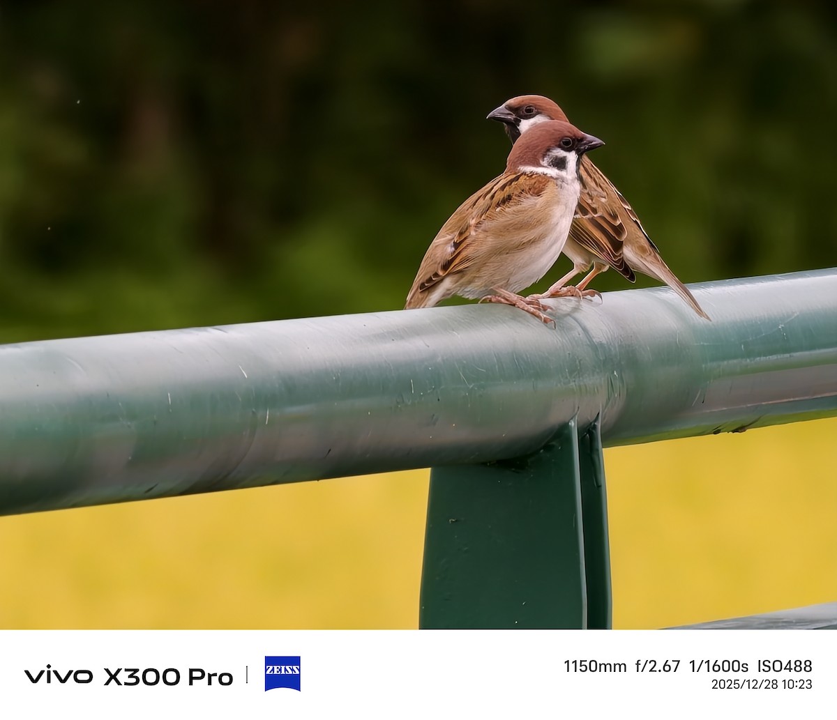 Gorrión Molinero - ML647675050