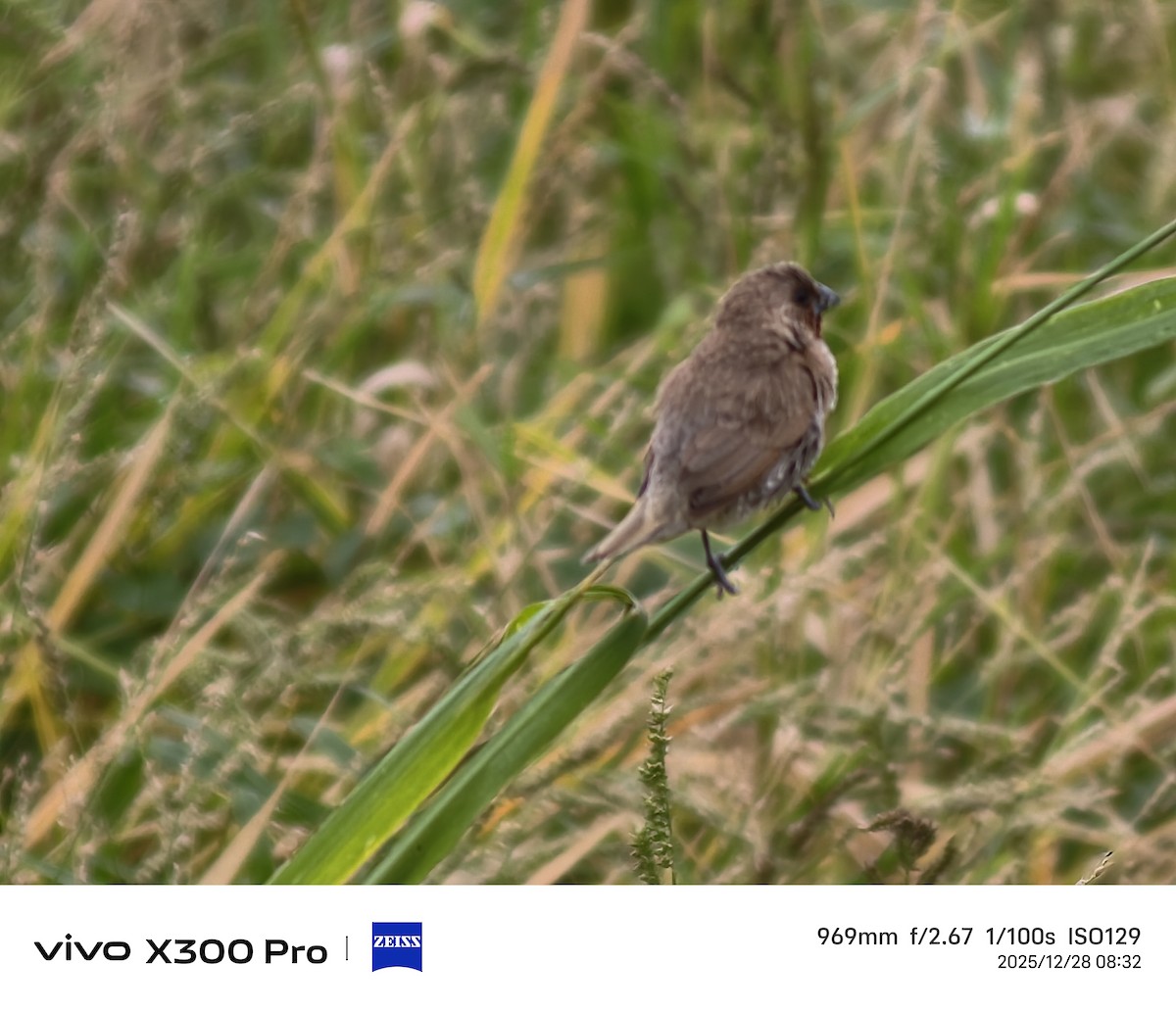 シマキンパラ - ML647675056