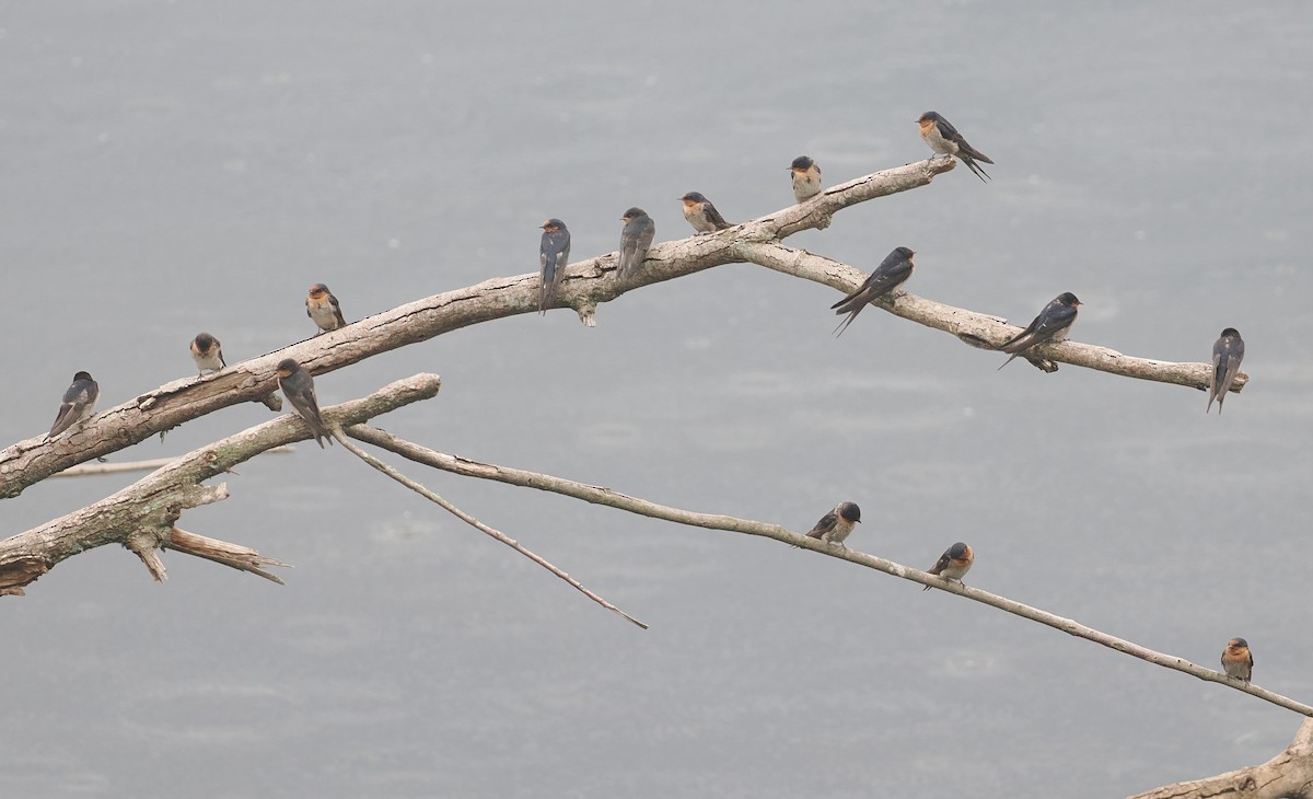 Welcome Swallow - ML647675064