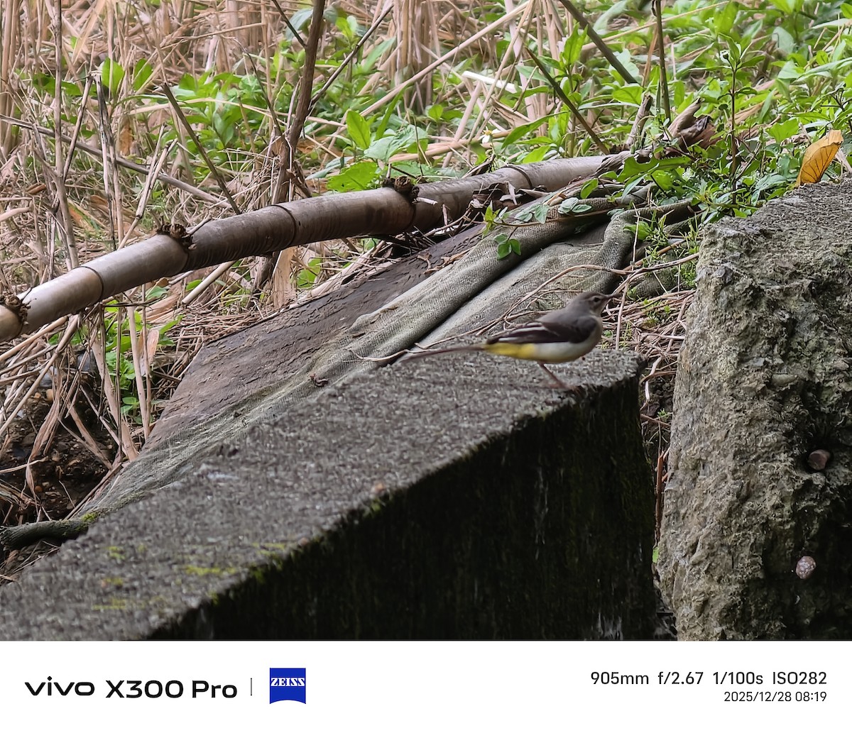 キセキレイ - ML647675069