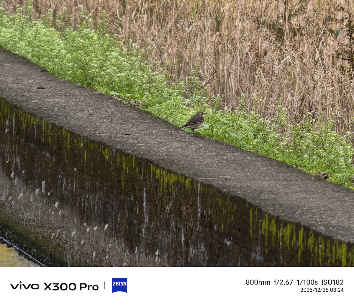 ツメナガセキレイ - ML647675076