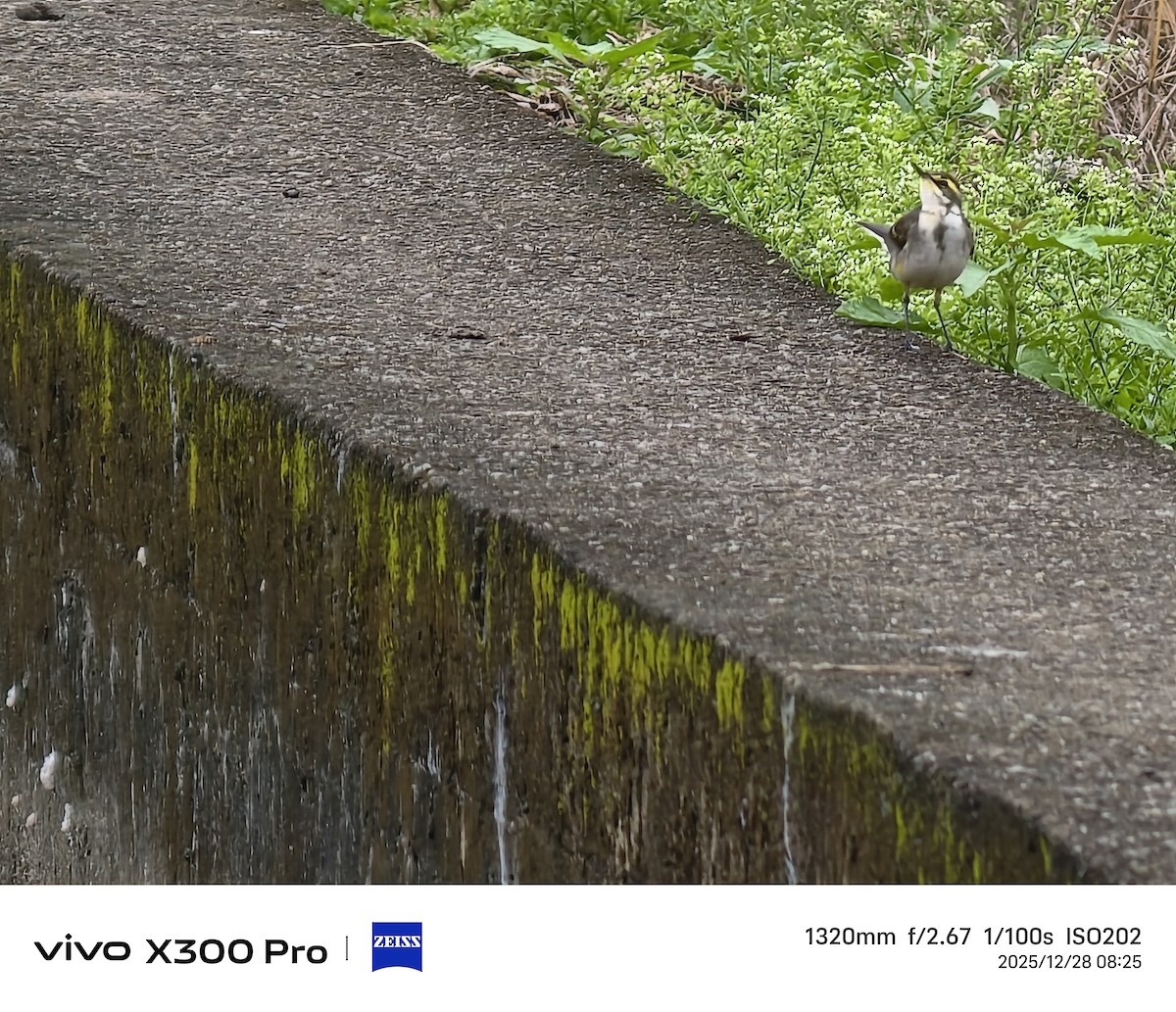 ツメナガセキレイ - ML647675077