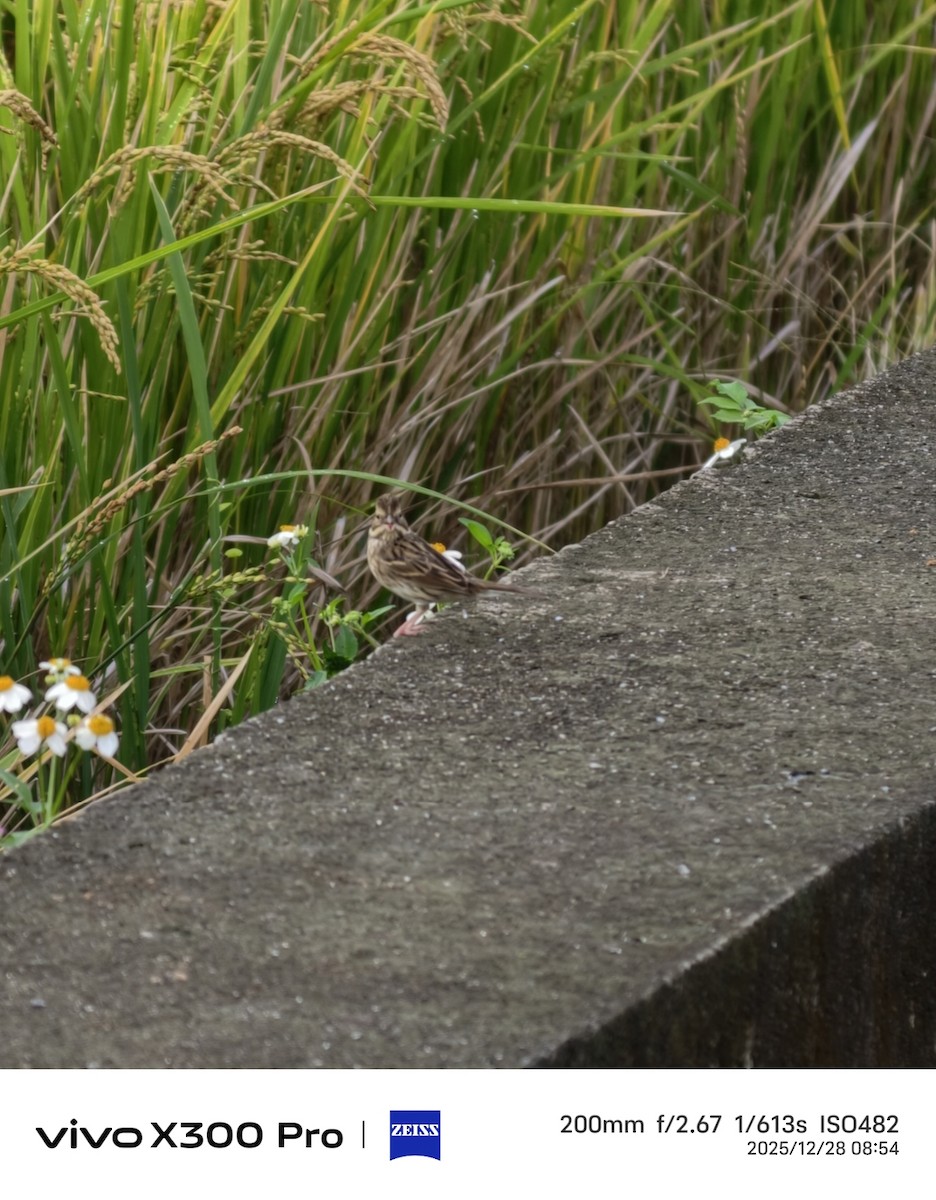 シベリアアオジ - ML647675083