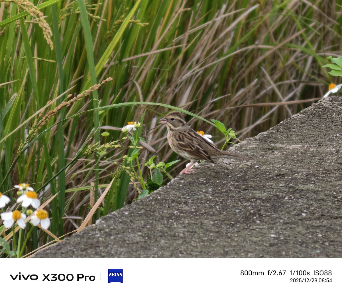 シベリアアオジ - ML647675084