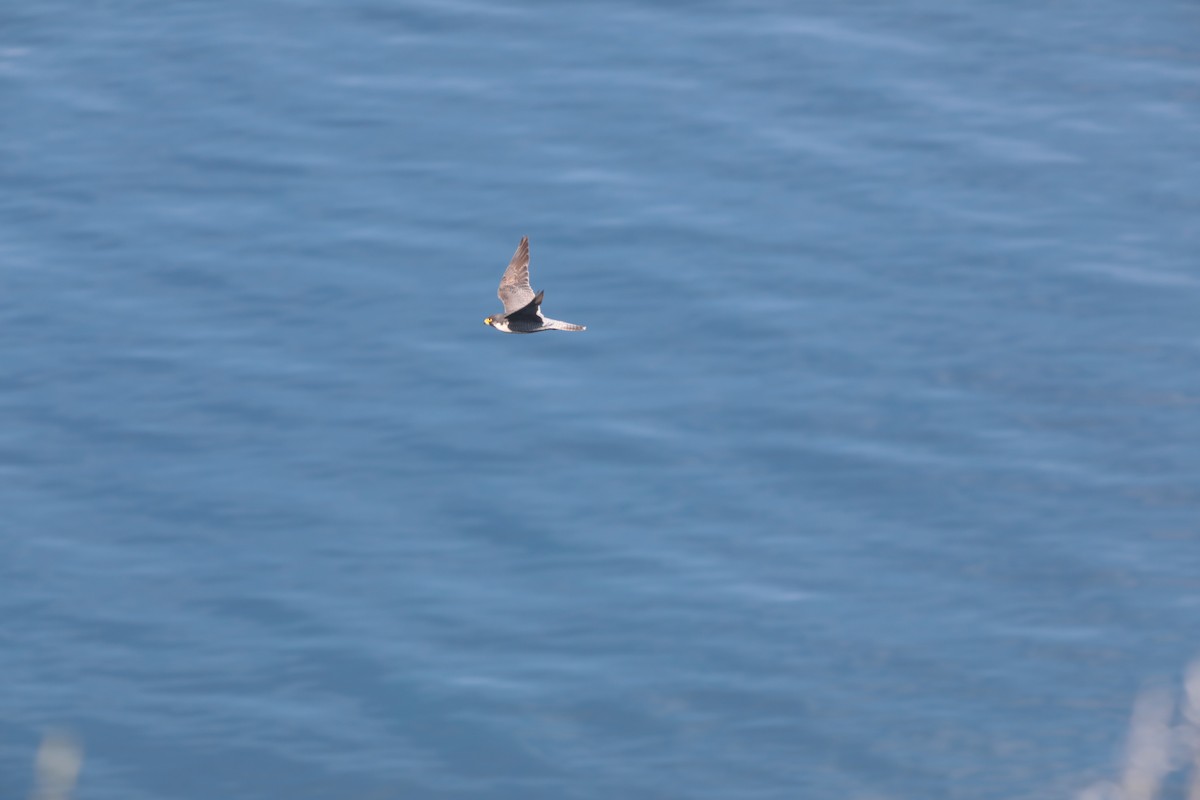 Peregrine Falcon - ML647675093