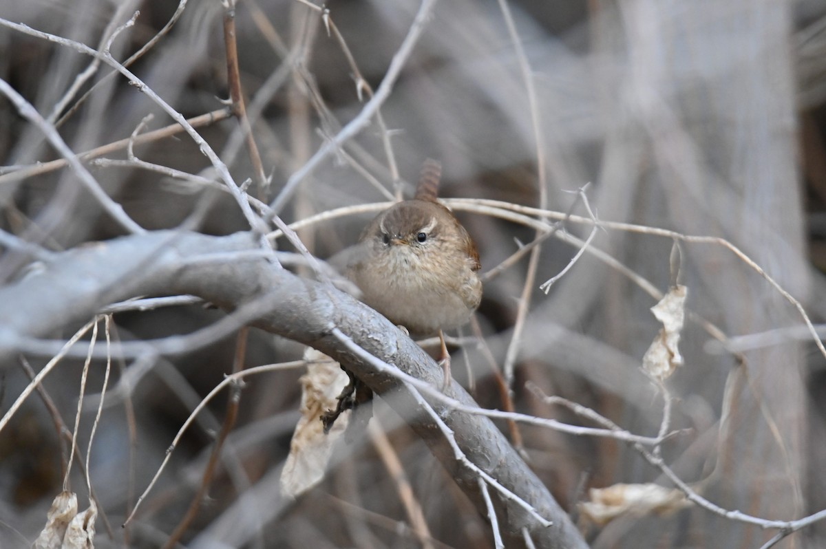 Chochín Paleártico - ML647675123