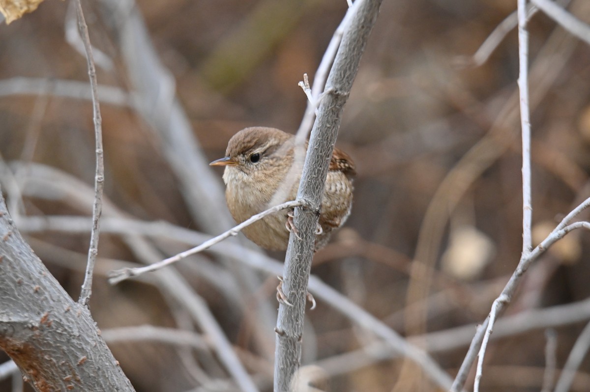 Chochín Paleártico - ML647675124