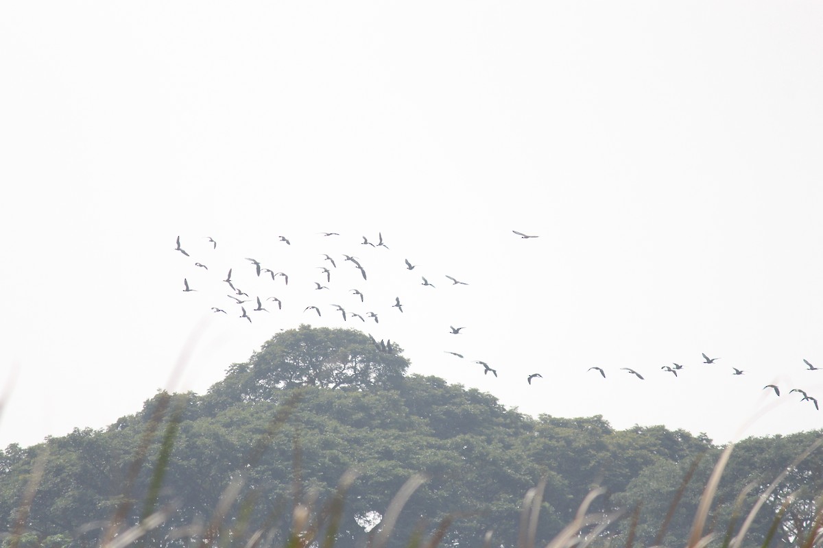 Sichler - ML647675125