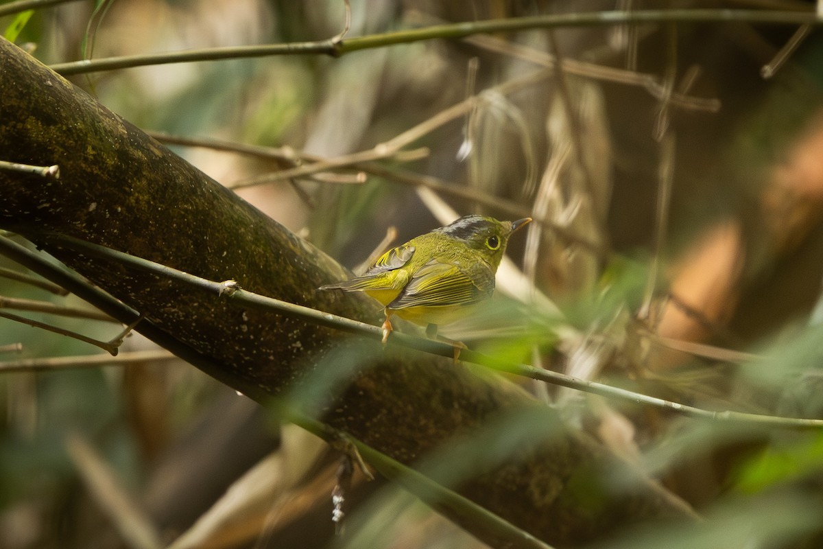 Alström-Laubsänger - ML647675133